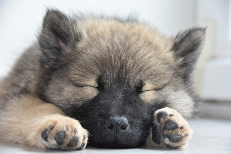 Help mijn puppy wil (overdag) niet slapen. Een blog over slapen.