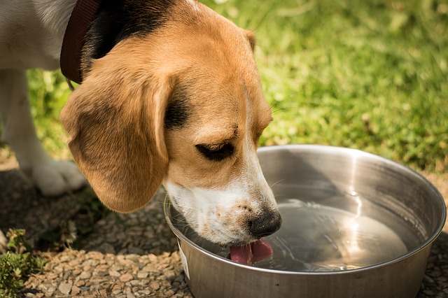 Wat kun je doen als je hond niet drinkt of weinig drinkt! Bekijk deze 11 tips!