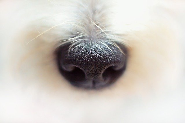 Informatie over de neus van de hond. (Platte, korte en lange neuzen)