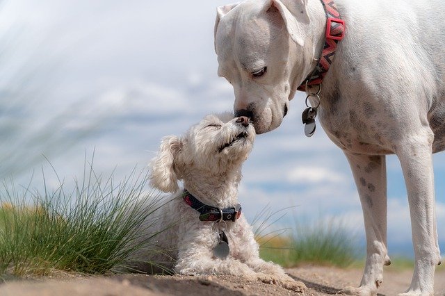 De 10 tips om je pup en volwassen hond te laten socialiseren.
