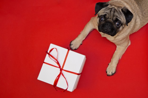 De leukste cadeau’s voor de hond en de baas om te krijgen en te geven.