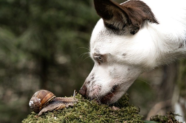 Mijn hond eet slakken (naaktslakken) is dit gevaarlijk?
