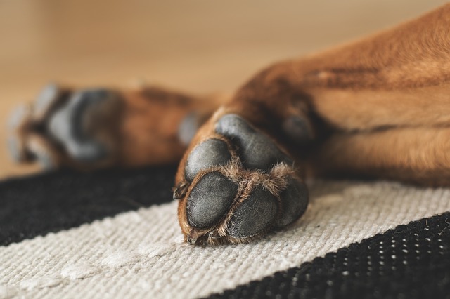 De voetzolen van de hond hebben een verzorging nodig! Onmisbare tips!