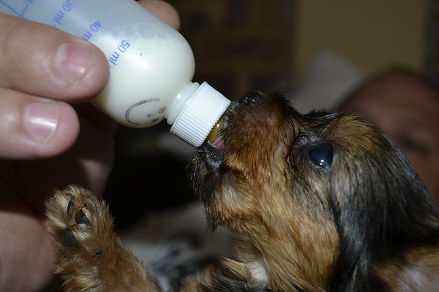 Wanneer moet je puppymelk geven? Bekijk de beste puppy melk 2021