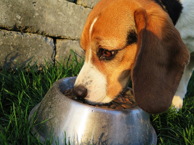 Waarom eet een hond gulzig? (schrokken) wat kan ik er aan doen?